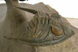 Spectacular Flying Dicranurus Trilobite With Zlichovaspis #334922-5
